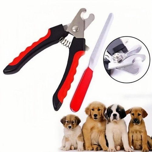 Animal pet dog cat nail - cat,